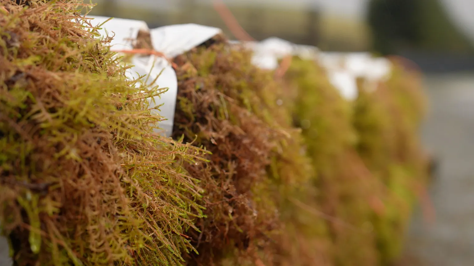 Bags of collected brown and green moss