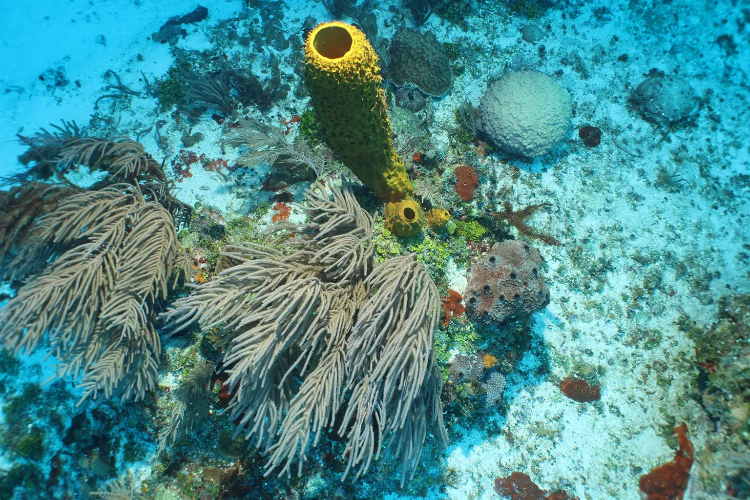 CEFAS Coral in Pickle Bank shallows, Cayman