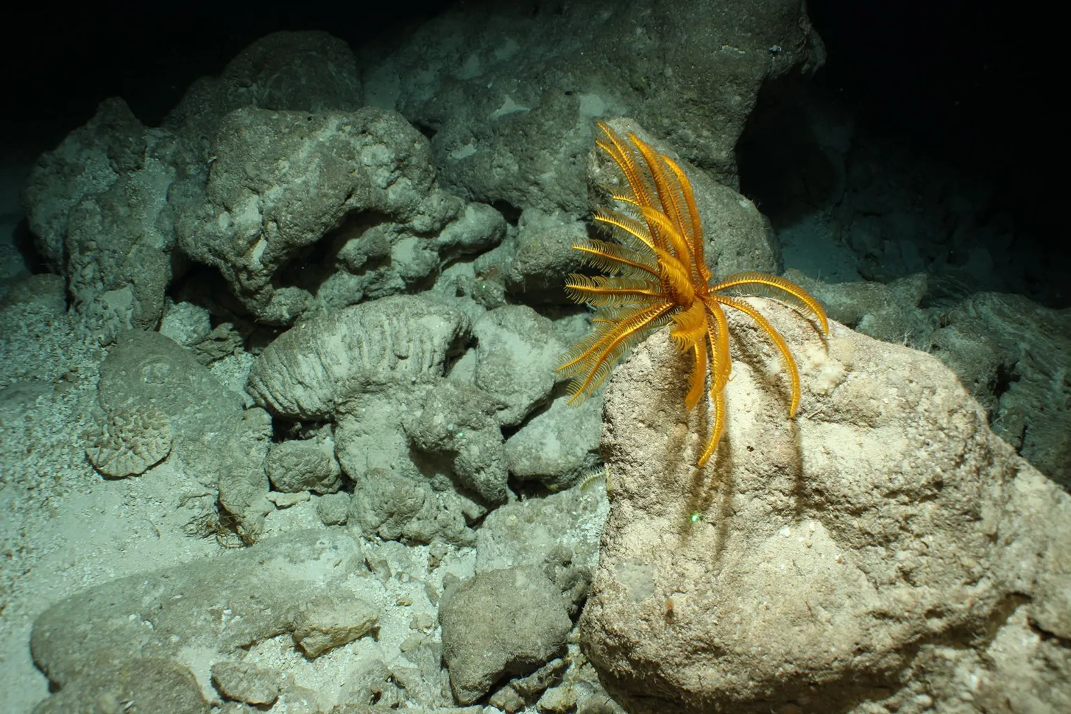 CEFAS Pickle Bank Ancient Reef, Cayman