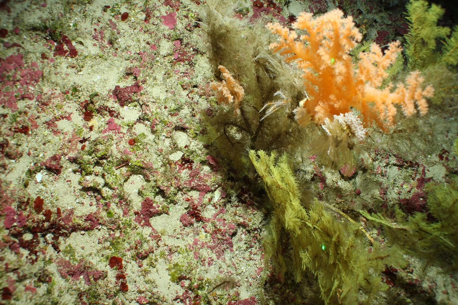 CEFAS Mesophotic coral in Turks and Caicos