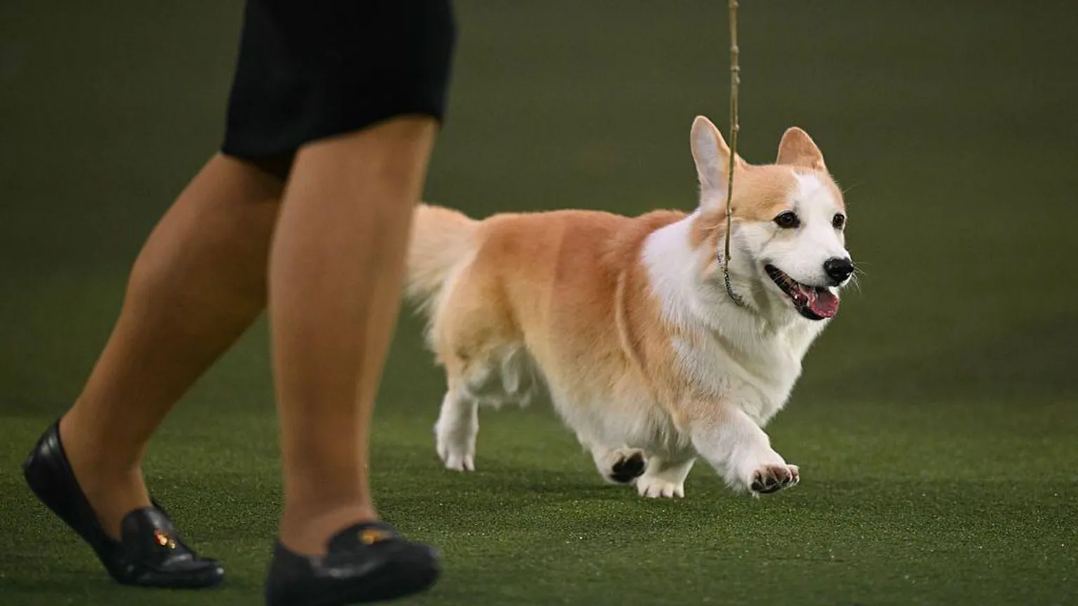 AFP via A Welsh Corgi named Hazel is walked around the ring