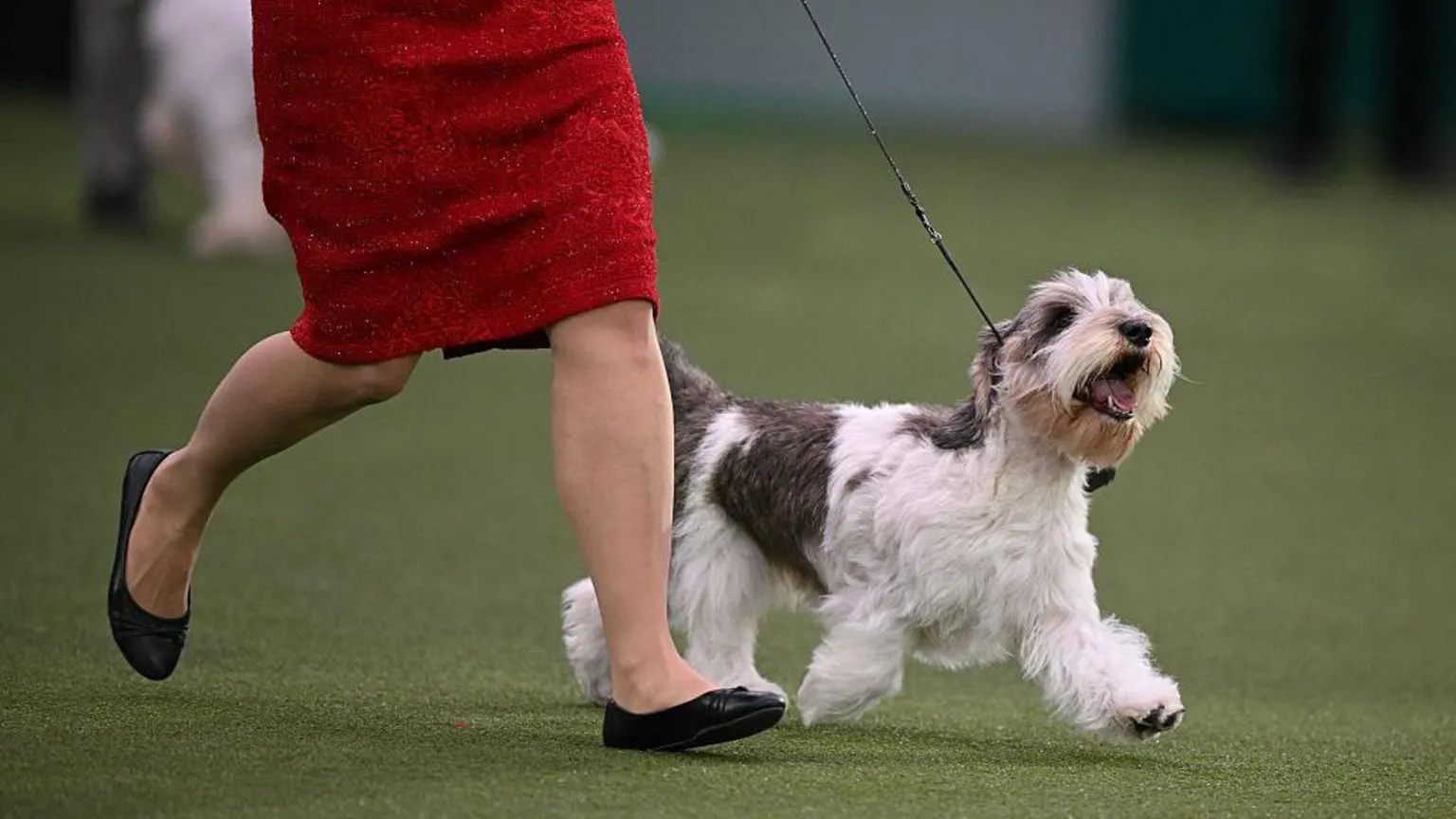 AFP via Petit basset griffon vendeen Meghan was awarded 'reserve dog'