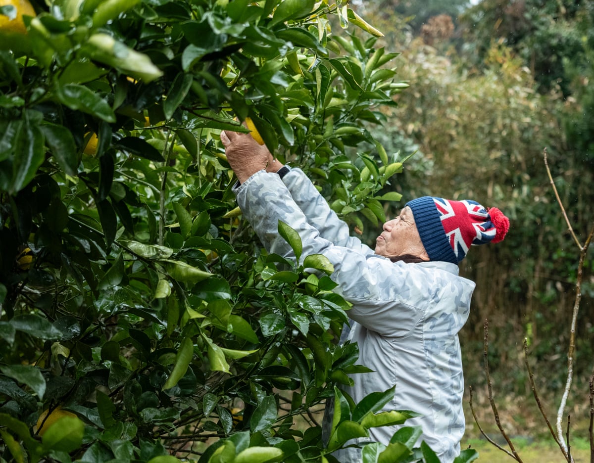 Hideya Yagi harvests pomelos they began growing after moving to the island.