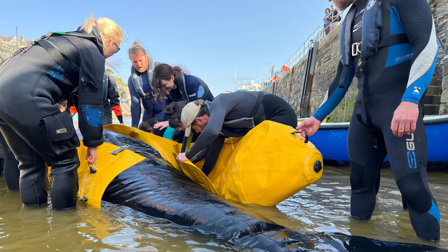 The slightly deflated black tail of a fake pilot whale is visible in the sea water. Volunteers are leaning over the whale attaching a yellow inflatable to some yellow plastic matting which is enveloping the fake whale. A large stone harbour wall is in the background and infront of that a blue small boat. In the foreground are the legs of a man in a wetsuit.
