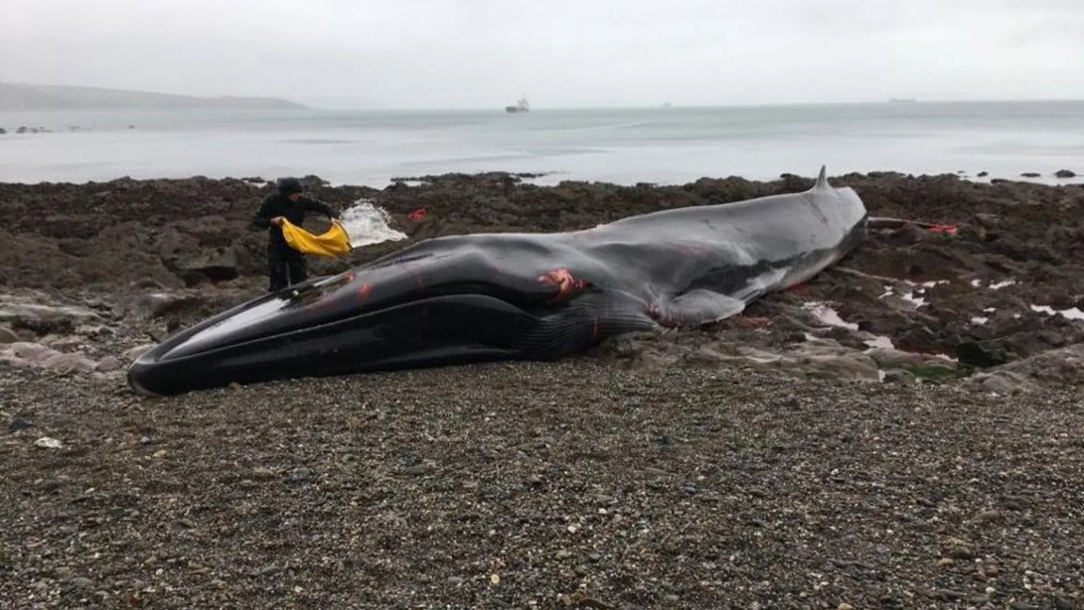 Steve Green A fin whale with some patches of injury is seen on Parabean Cove in Cornwall in 2020. A man standing to the left near the tail uses a large yellow bag to throw water over the whale to keep it comfortable. In the foreground is a shale beach while in the background a large ship can be seen at sea.