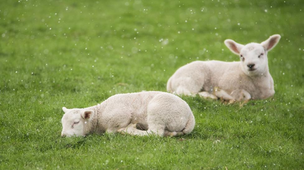 Two lambs can be seen laying on the ground whilst there is a flurry of snow
