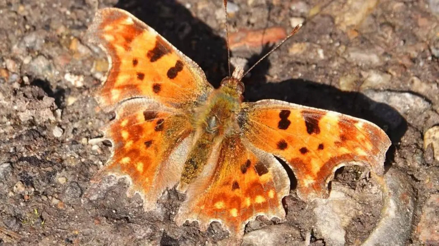 Trevor Collett Large tortoiseshell butterfly resting on a tree trunk