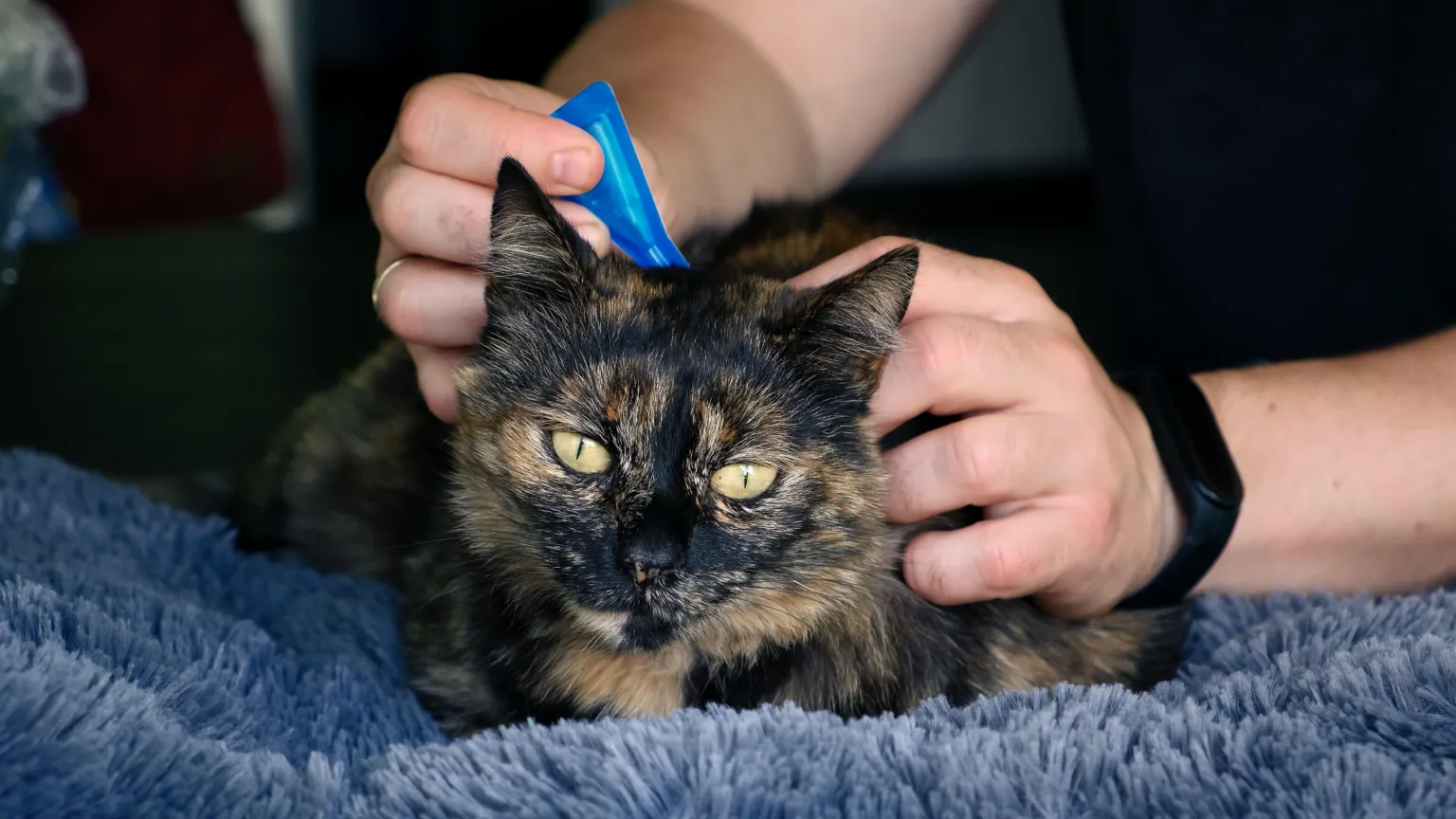 A black and brown cat with yellow eyes sits on a blue blanket as a person applies flea treatment to the back of its neck
