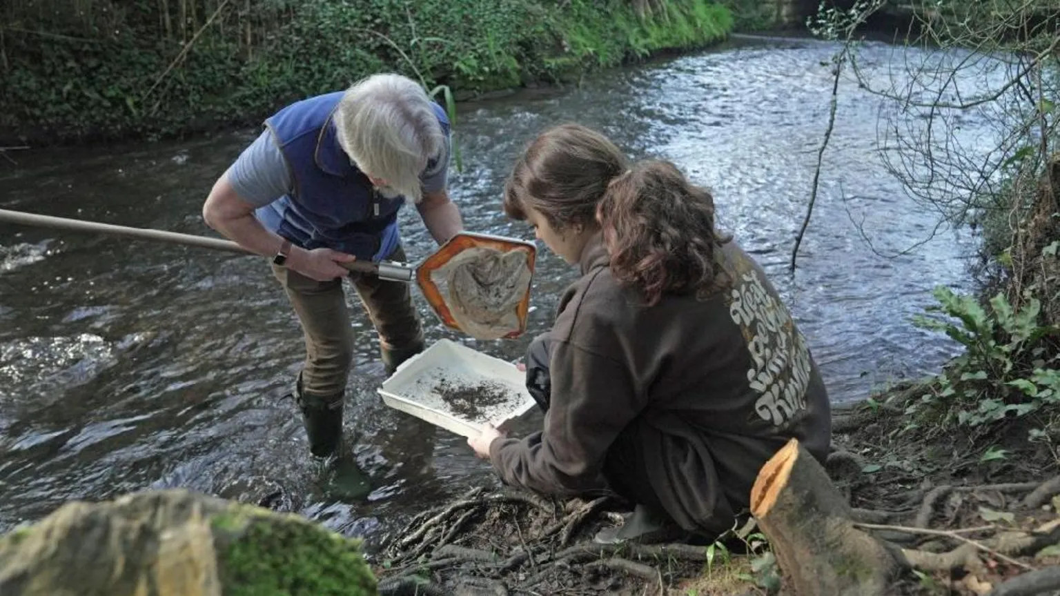 Cardiff University researchers sampling water at Roath Brook in the Welsh capital. Professor Steve Ormerod stands in the water with a net in his hand while Molly Hadley is on the riverbank holding a small white tray.