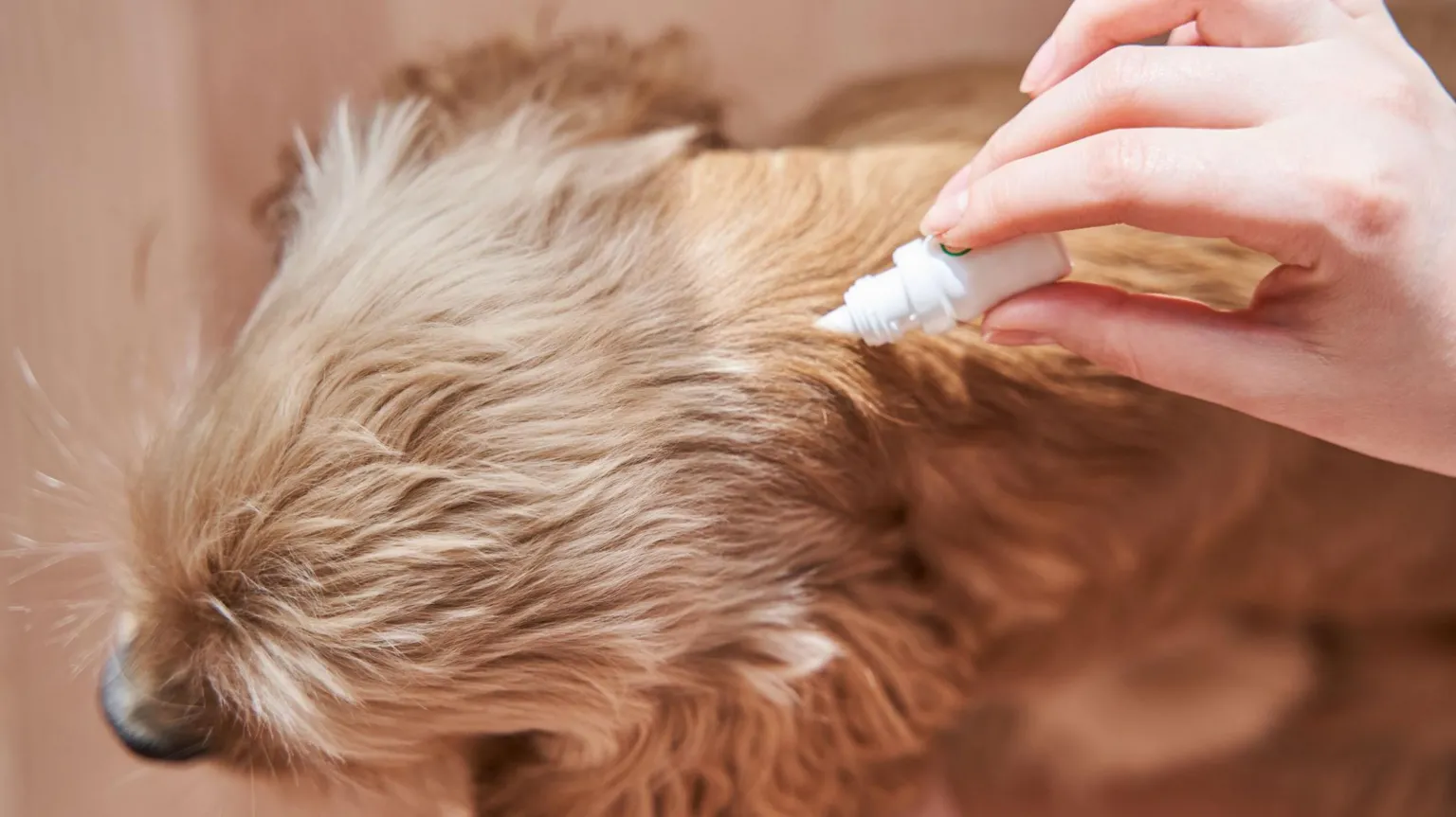A very furry dog getting flea treatment from a small bottle