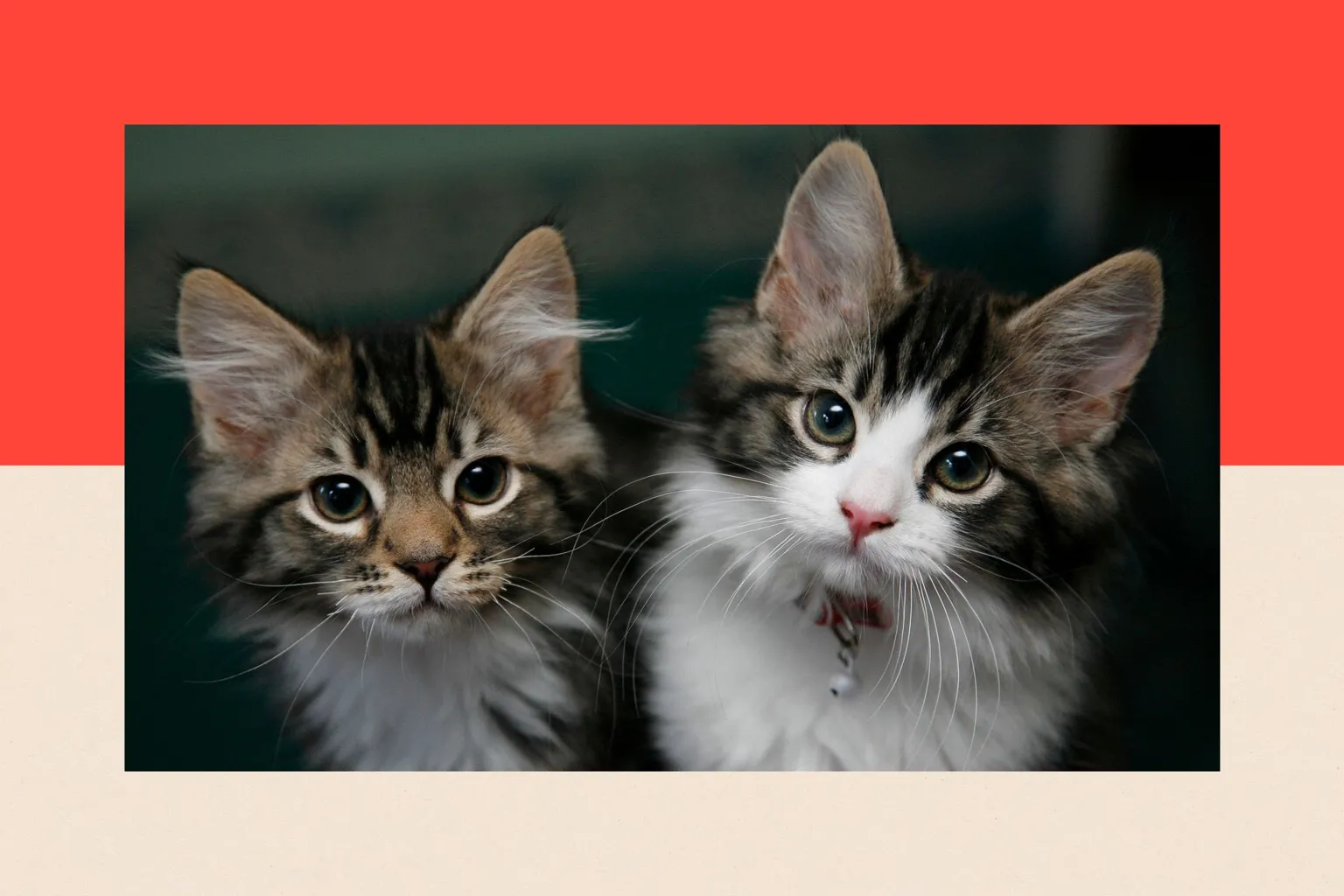  Two kittens sitting alongside each other