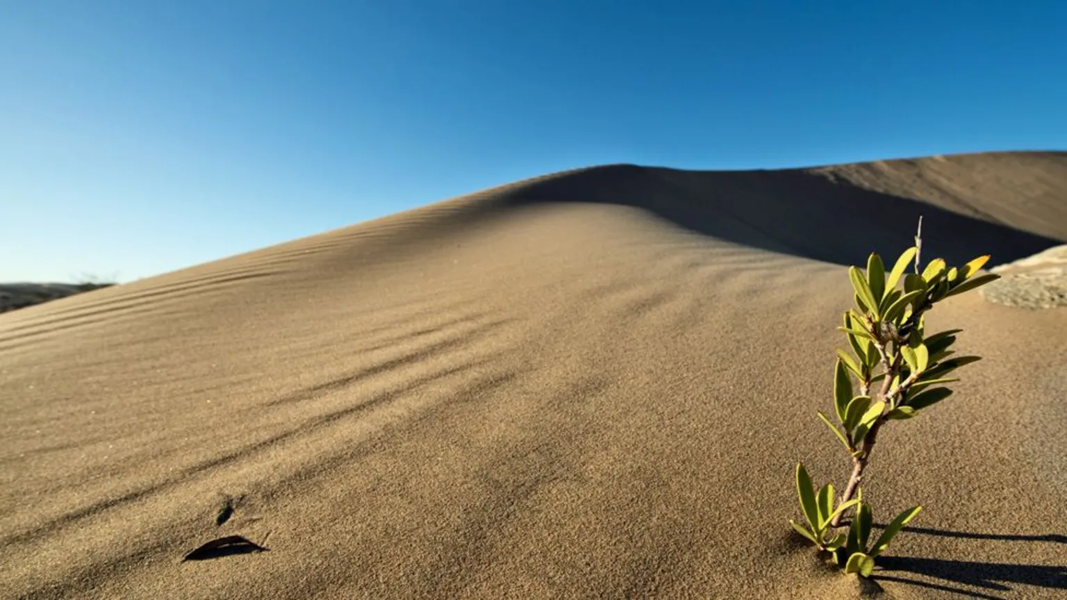  A plant with thick light green leaves springing in a dune near Lüderitz