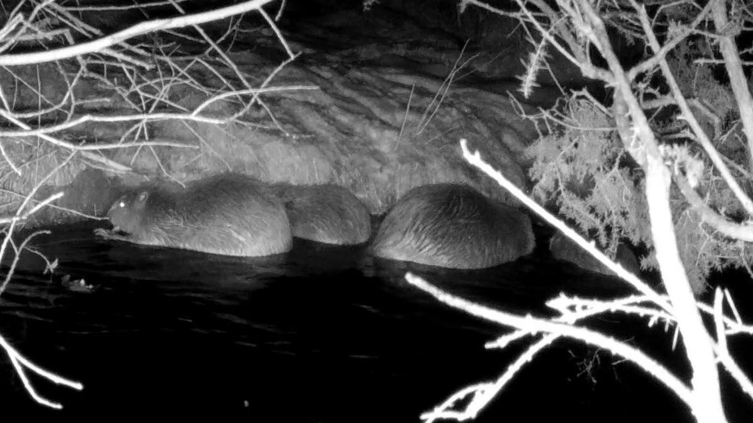 National Trust A black and white image of four beavers standing in water. One of the beavers is gnawing on a stick.
