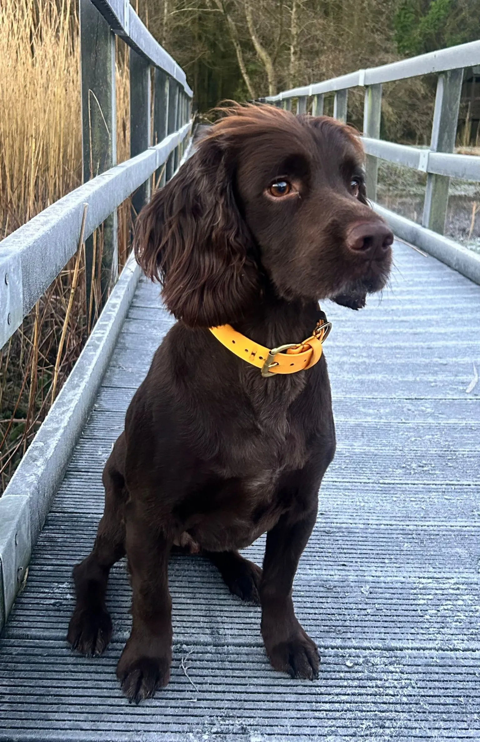 Sheilie Gillies Brown spaniel with yellow collar, sitting on a wooden footbridge. A good dog.