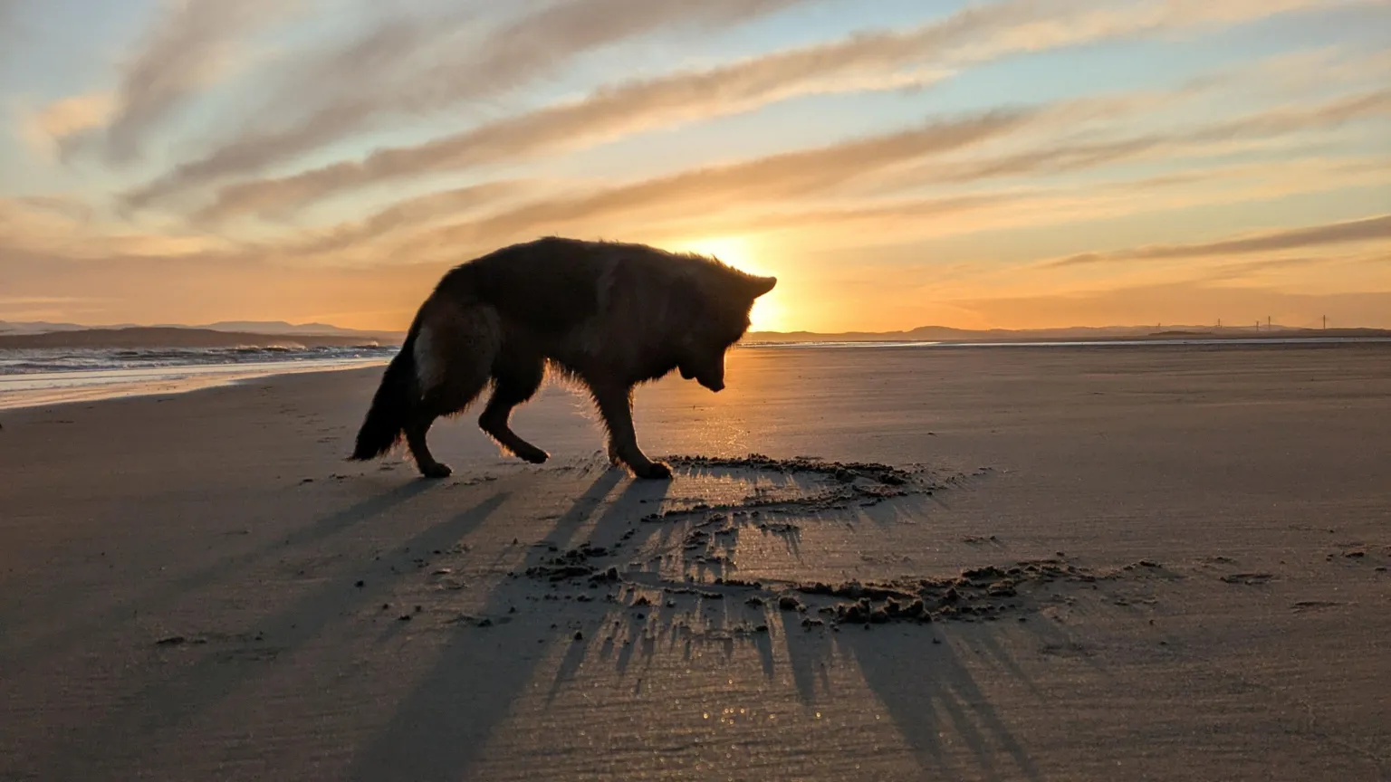 Cammy Hobbett A silhouetted dog scratching at the sand on a beach at sunset, with long shadows and streaked clouds in the sky.
