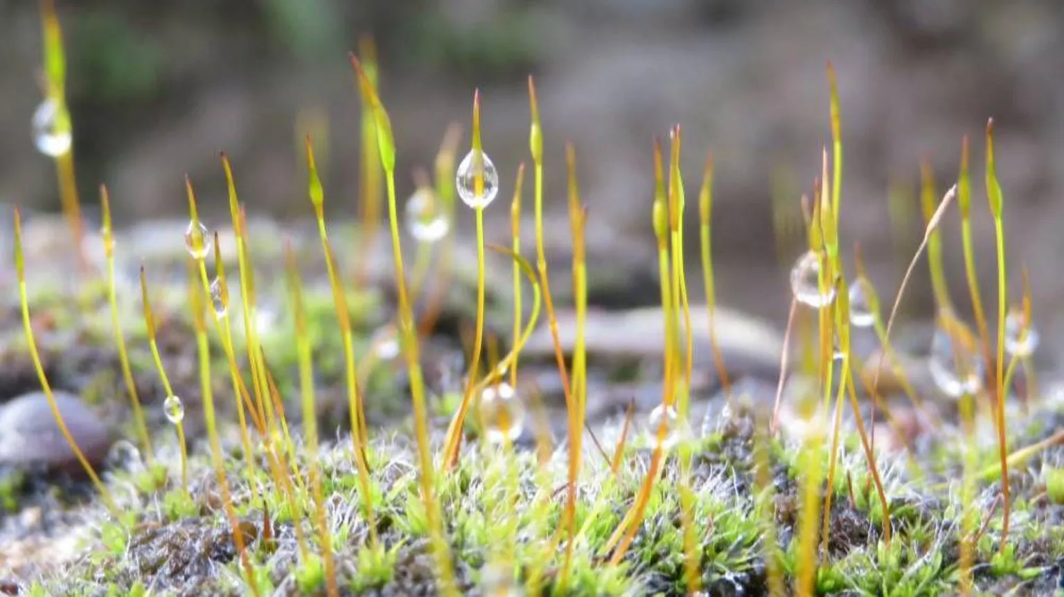 Elaine Malone Close-up of tiny moss stalks topped with dew droplets, rising from a soft green patch against a blurred natural background.