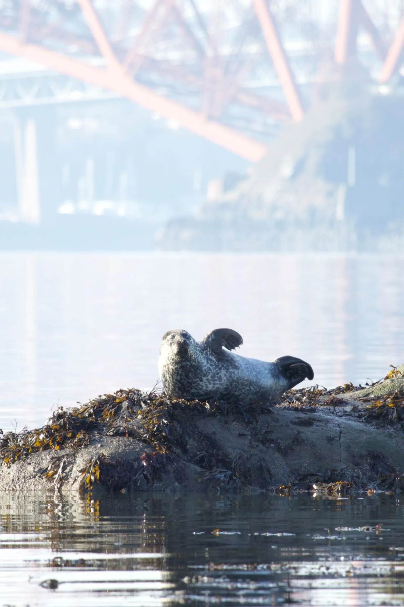 Megan McCabe A seal resting on a seaweed‑covered rock in calm water, with a large bridge structure blurred in the background.