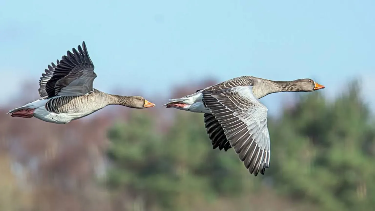 Ian Niven Two grey geese flying one behind the other with wings spread, set against a soft sky and blurred treeline background