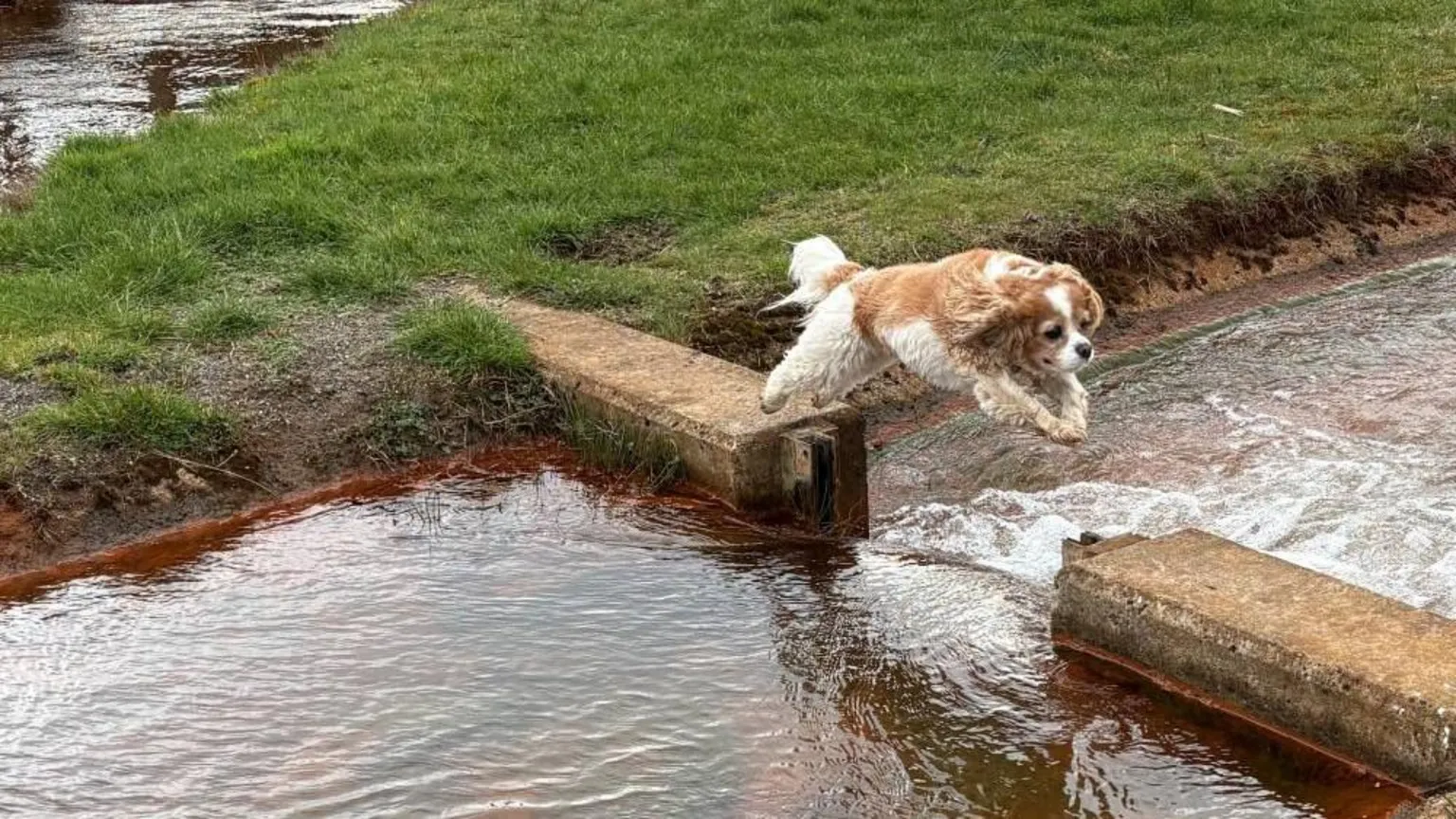 Rhona Bignell A small dog jumps across a narrow stream beside a grassy bank, with a wooden footbridge and reeds in the background.
