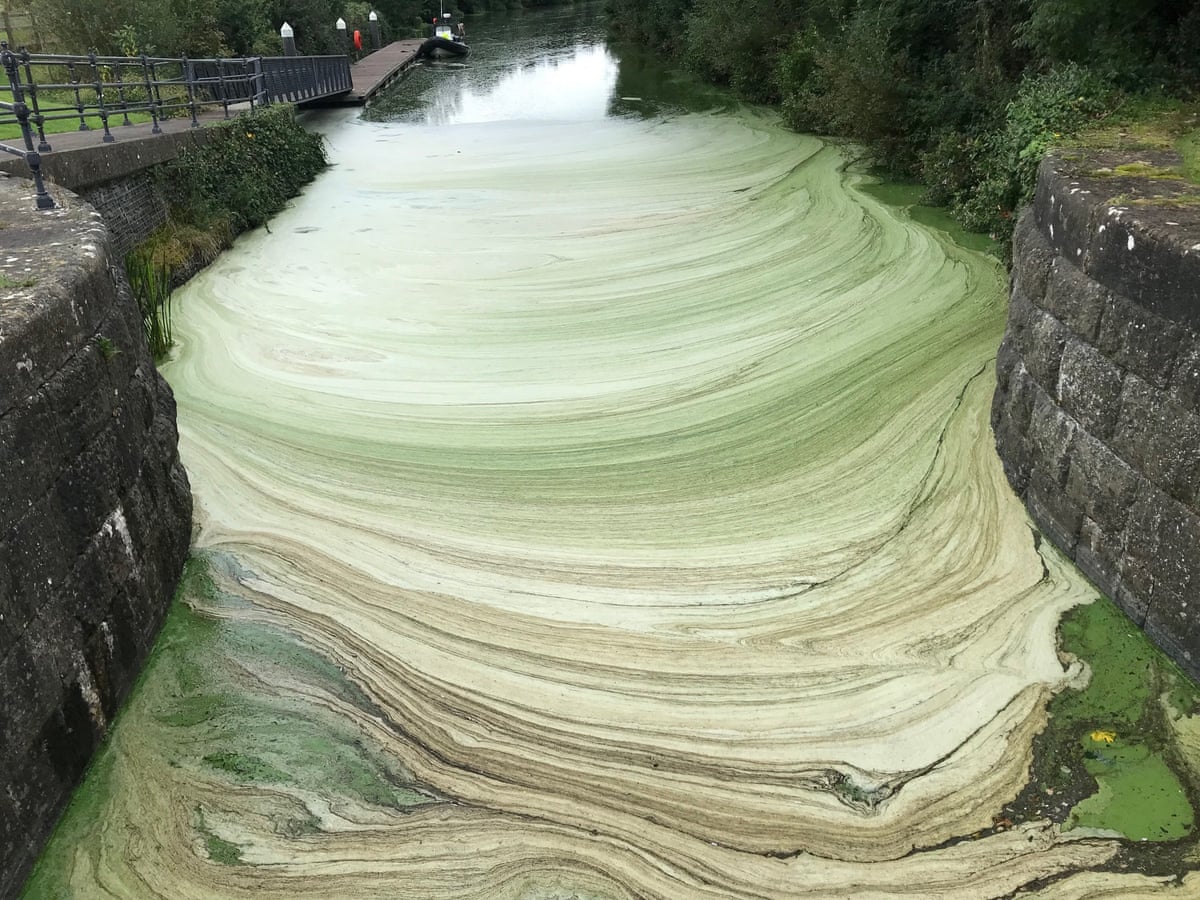 Dense quantities of algae forming green layered waves on the top of the water in the canal lock 