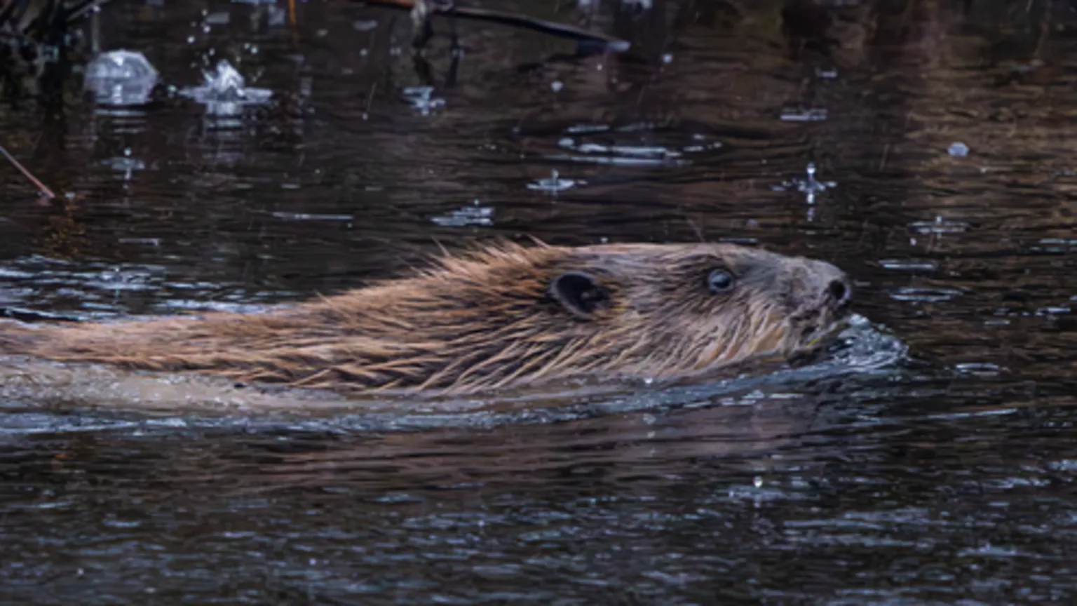 Beaver Trust A beaver swimming