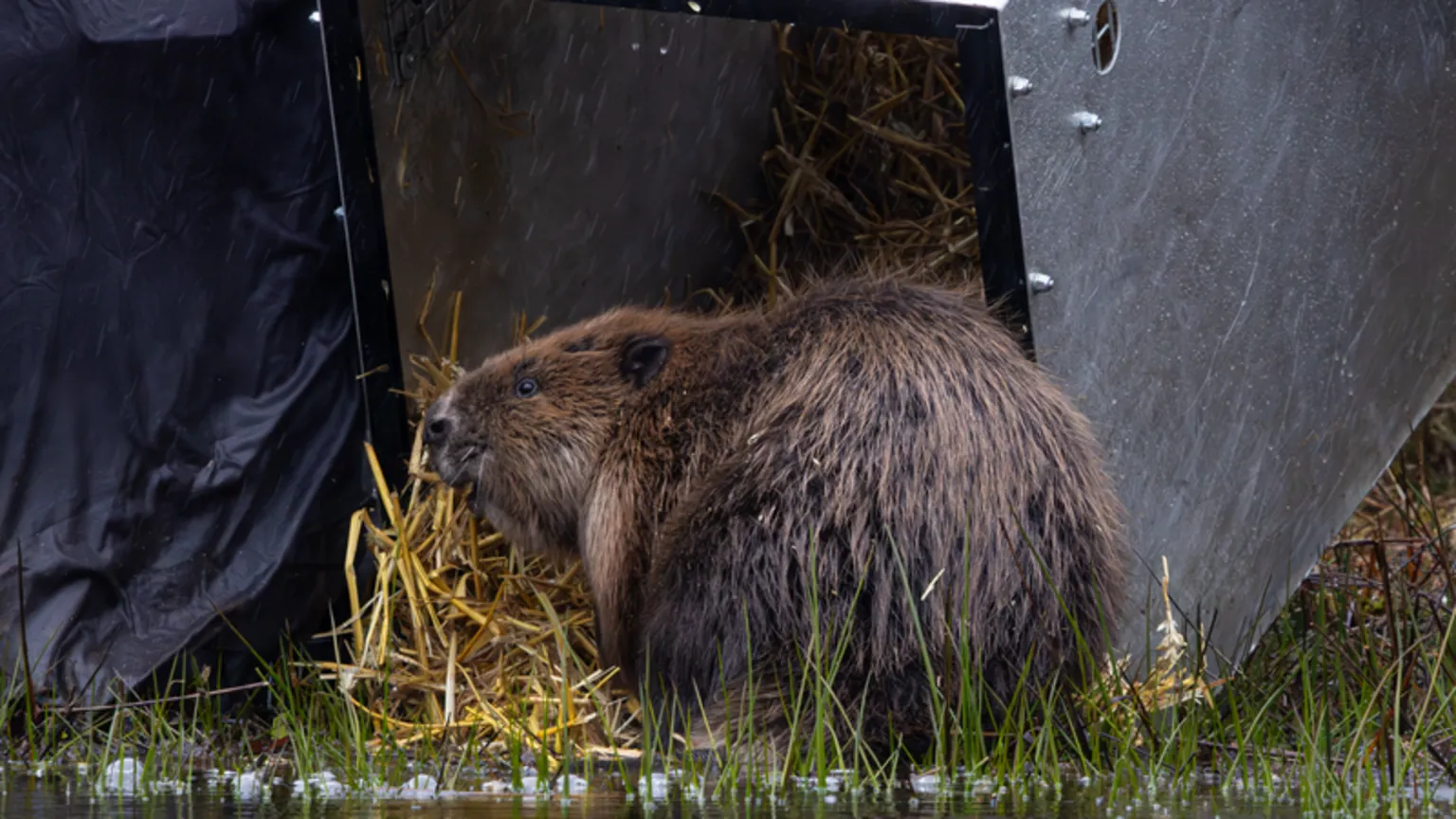 Beaver Trust A beaver near a black box