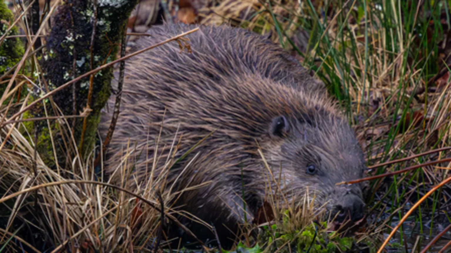 Beaver Trust A beaver among reeds