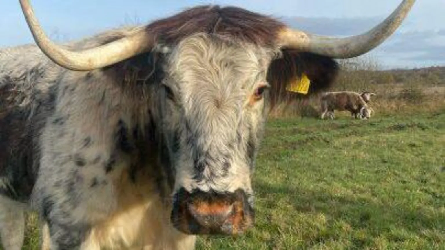 Lucy O'Reilly A brown and white English longhorn cow is standing on a grassy sand dune in Formby in this close-up shot. Two other cows can be seen grazing in the background. 