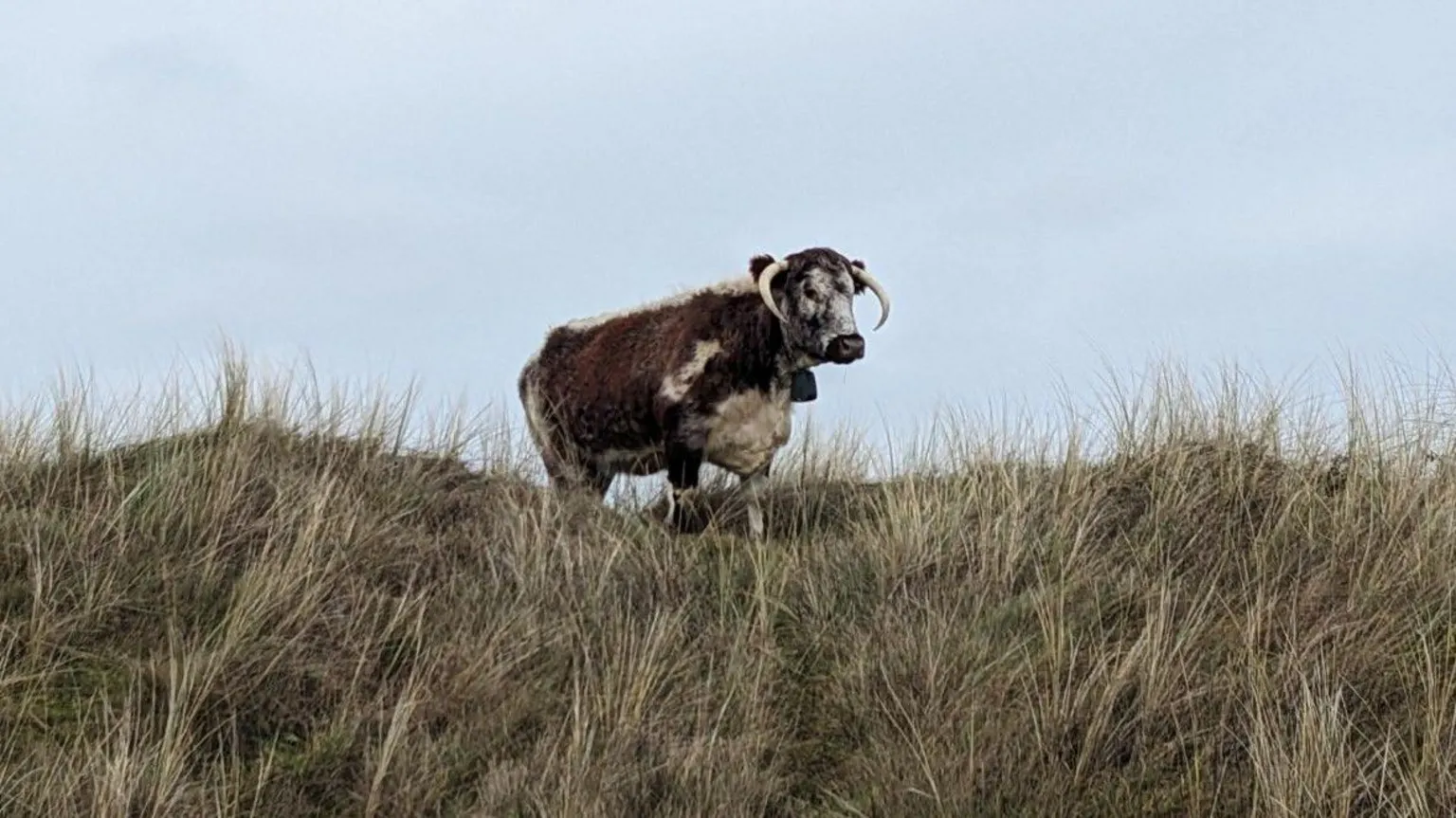 Jenny Bennion A brown and white English longhorn cow is standing on a grassy sand dune in Formby. 