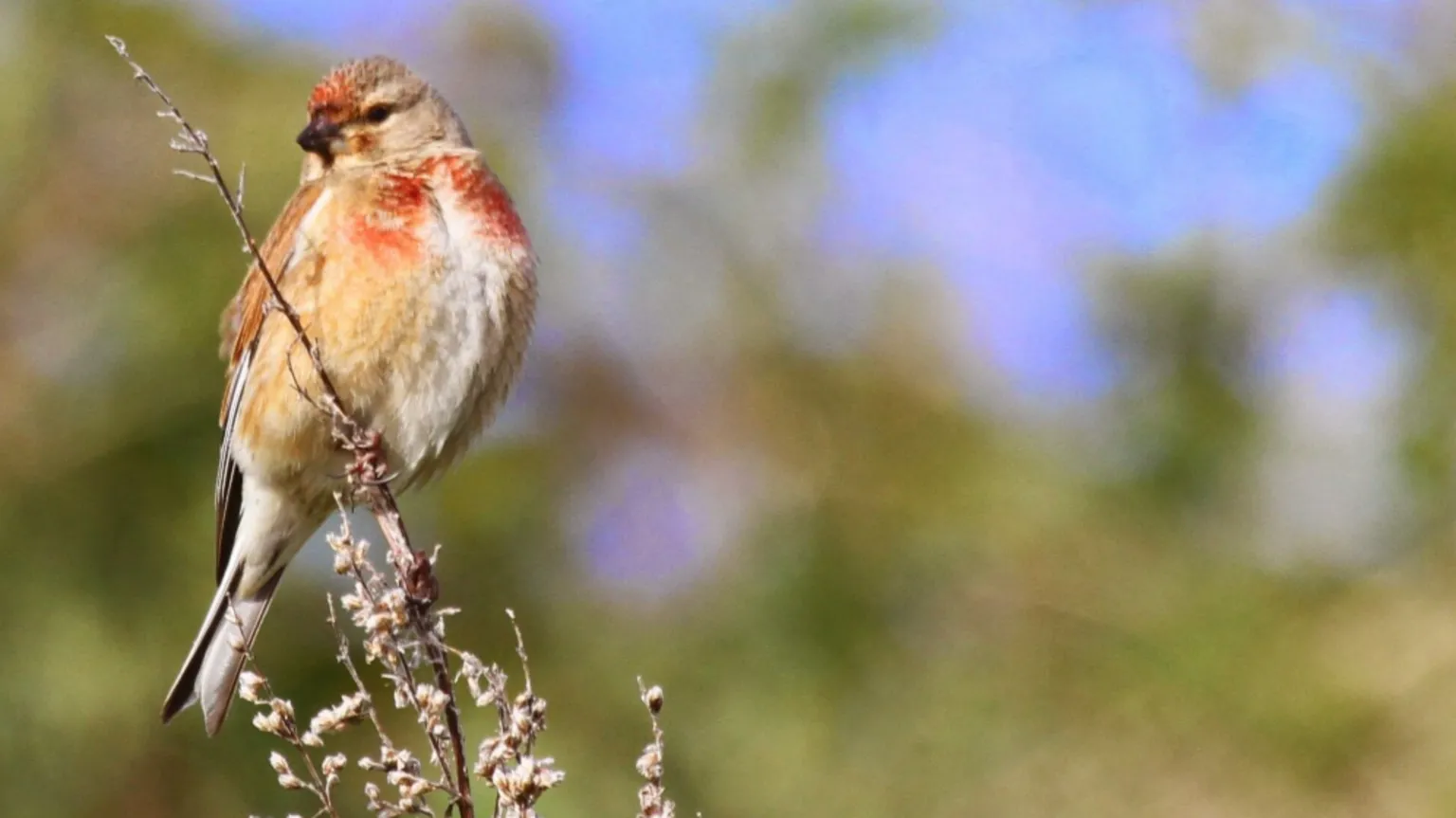 National Trust/Dougie Holden A small finch-type bird called a linnet perched on a plant. It is in shades of brown with reddish tints above its beak and on its chest. 