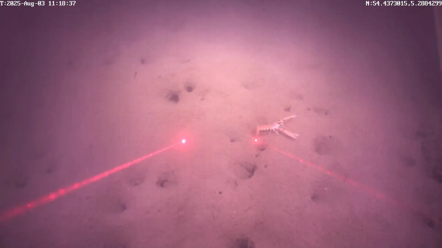 AFBI An image of the bottom of a seabed with two singular red lasers pointed at in. There is a prawn visibile with legs and two claws.