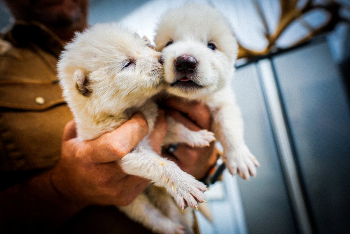 A person holds two puppies.