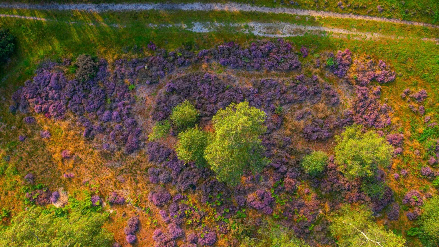 Sam Moore/PA Wire A drone image of Shortheath Common. There are green trees and purple plans.