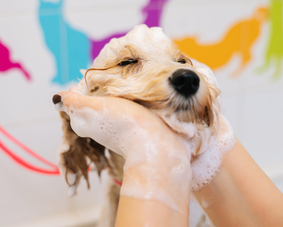 Close-up face of Labradoodle dog, groomer washing head with shampoo in bathtub at grooming salon