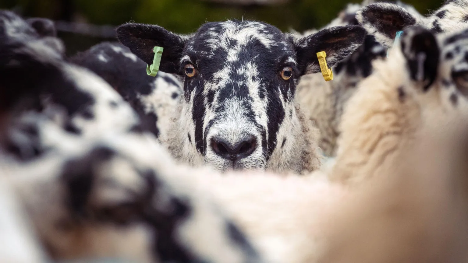  A sheep with a black speckled face and green and yellow tags in its ears looks out from a group of sheep.