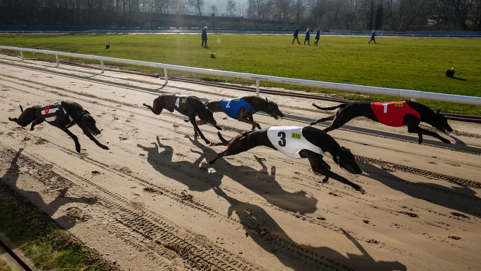  Five greyhounds racing along a sand track in the sun. They are wearing different coloured jerseys, and there is a grass field behind a fence.