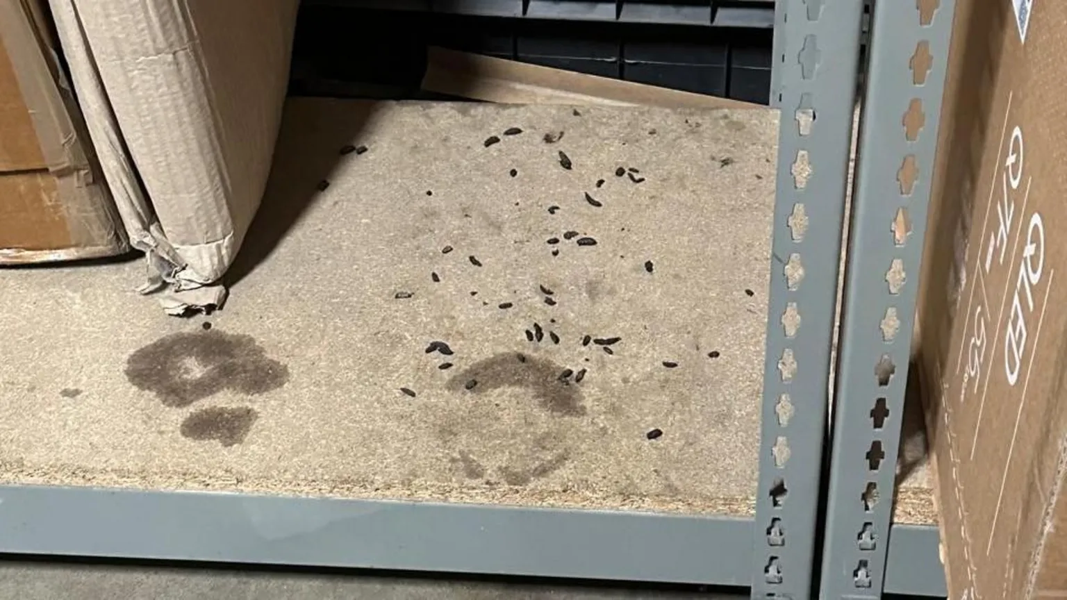 Rat droppings inside the Parcelforce Worldwide depot in Maesglas, Newport.