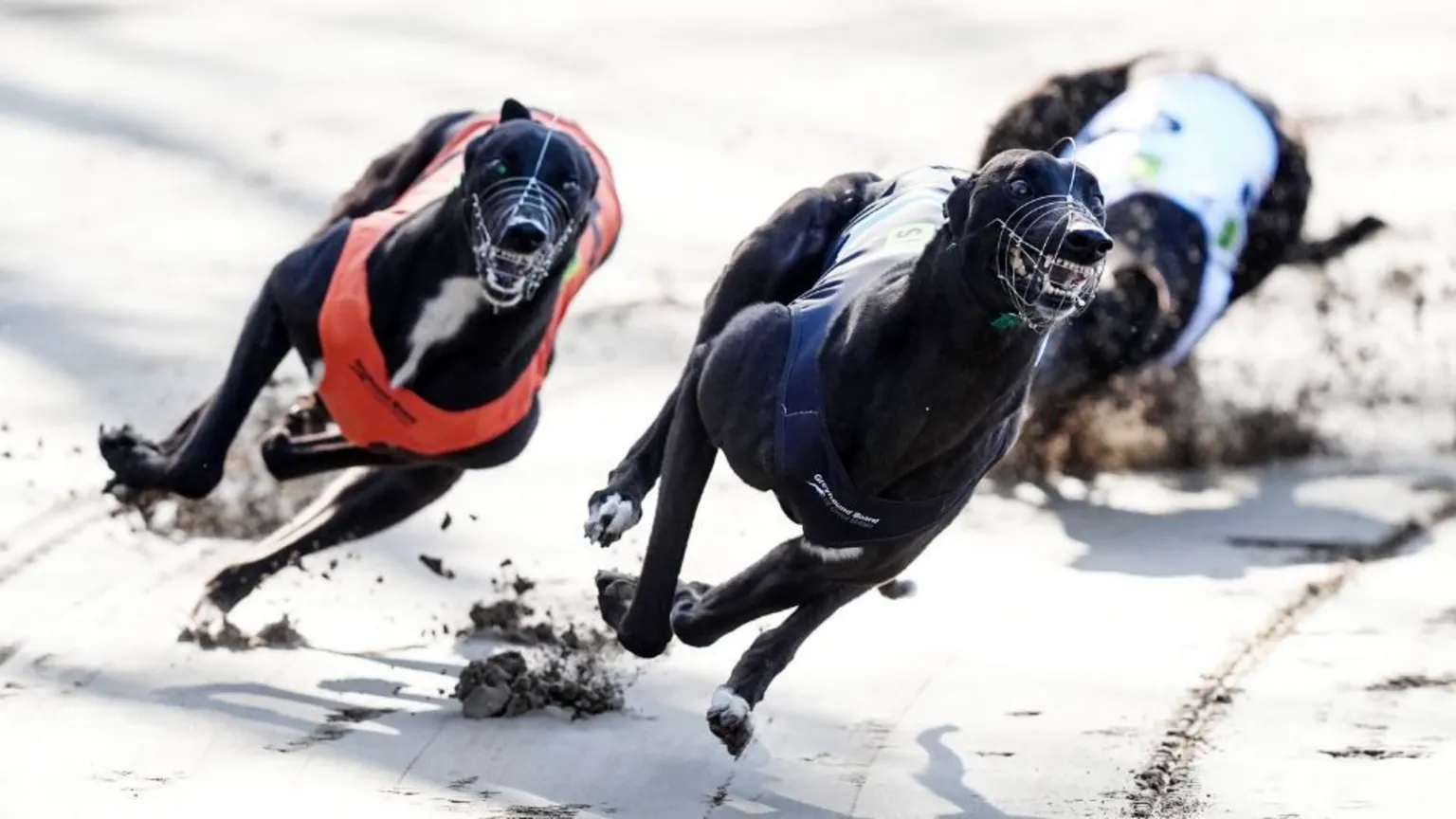  Three greyhounds race round a bend on a track, wearing vests and muzzles 