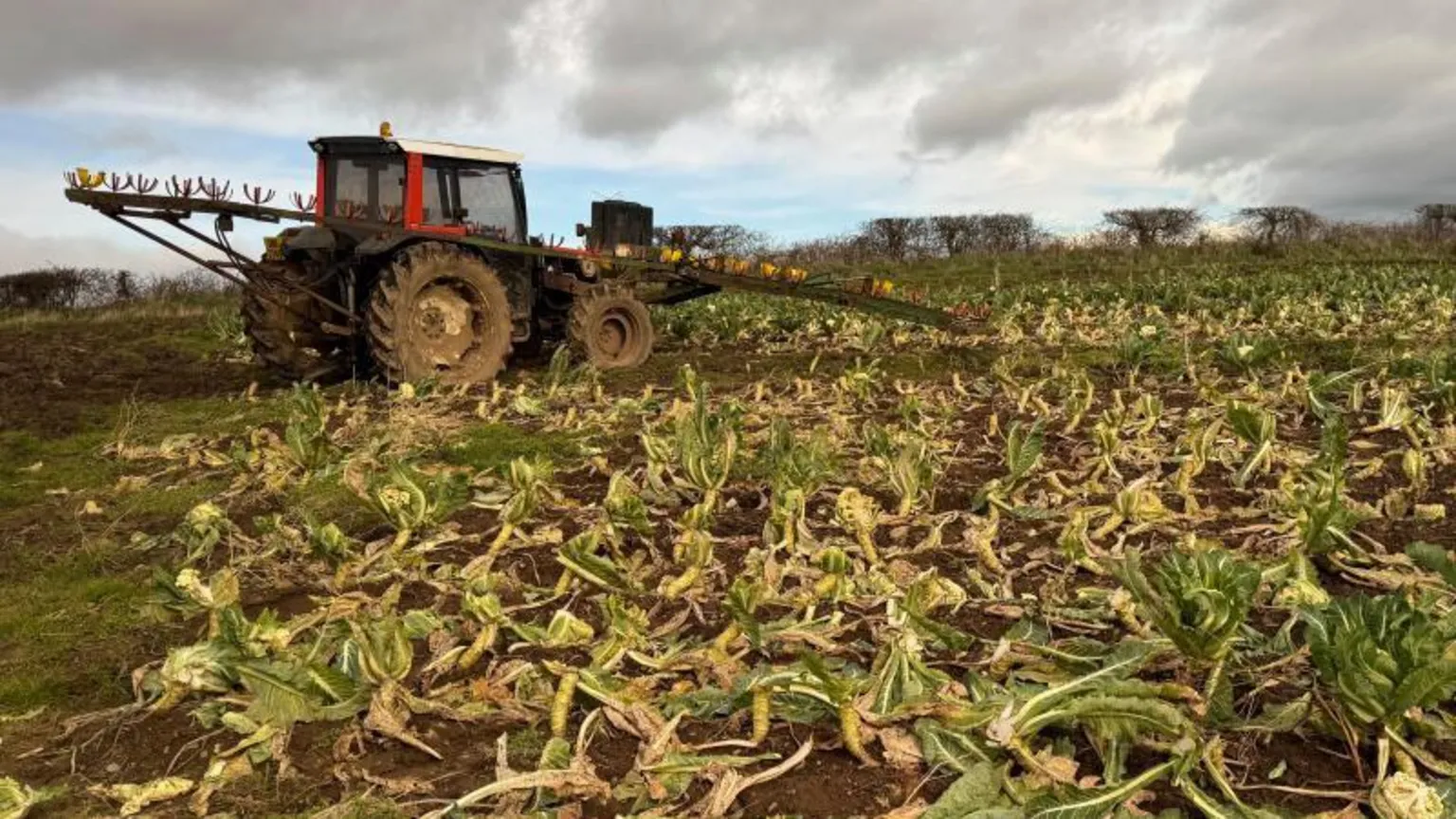 A tractor with a cauliflower harvester attachment. The field around it has the leftover leaves from the cauliflower plant.
