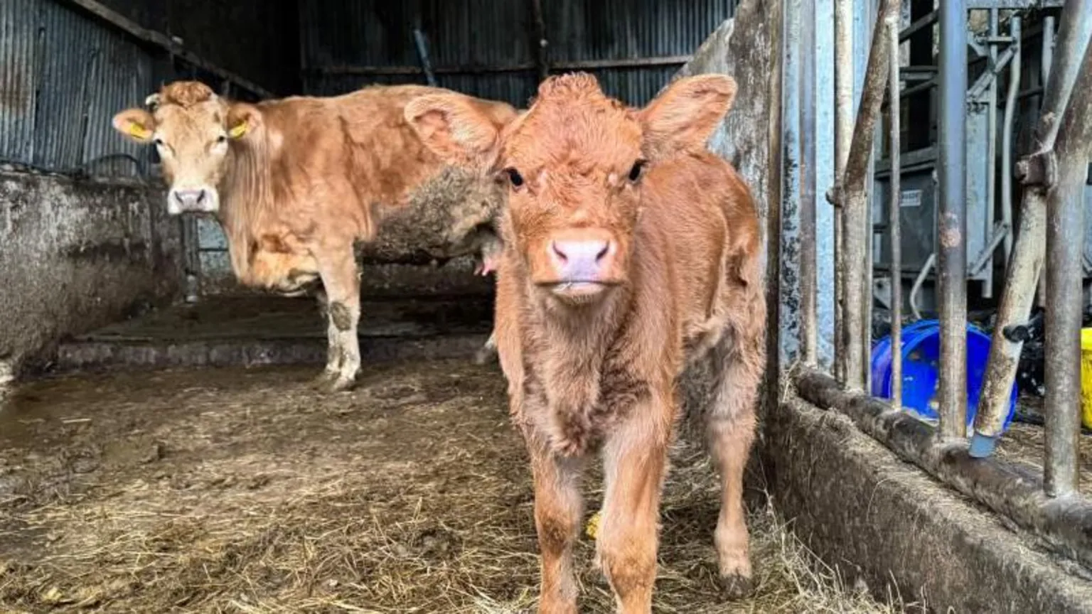 A calf that is ginger standing in front of its mother cow. 