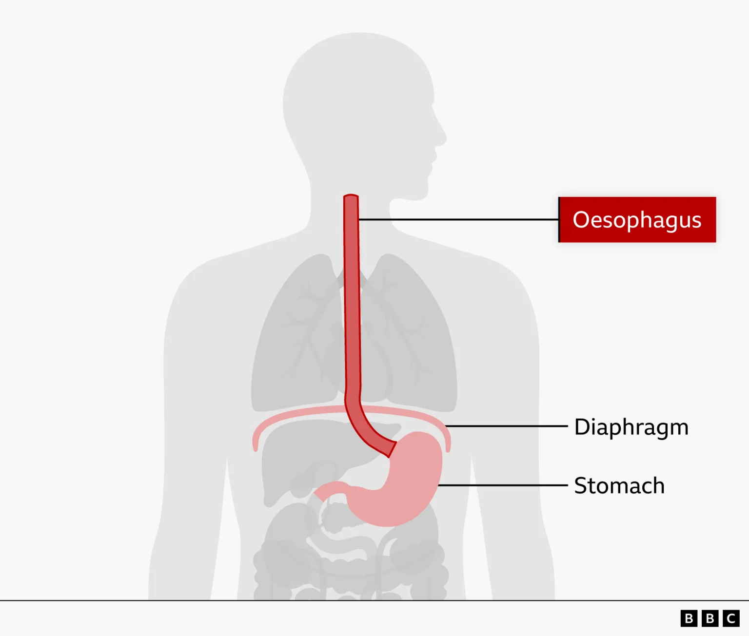 Anatomical diagram showing the normal position of the oesophagus