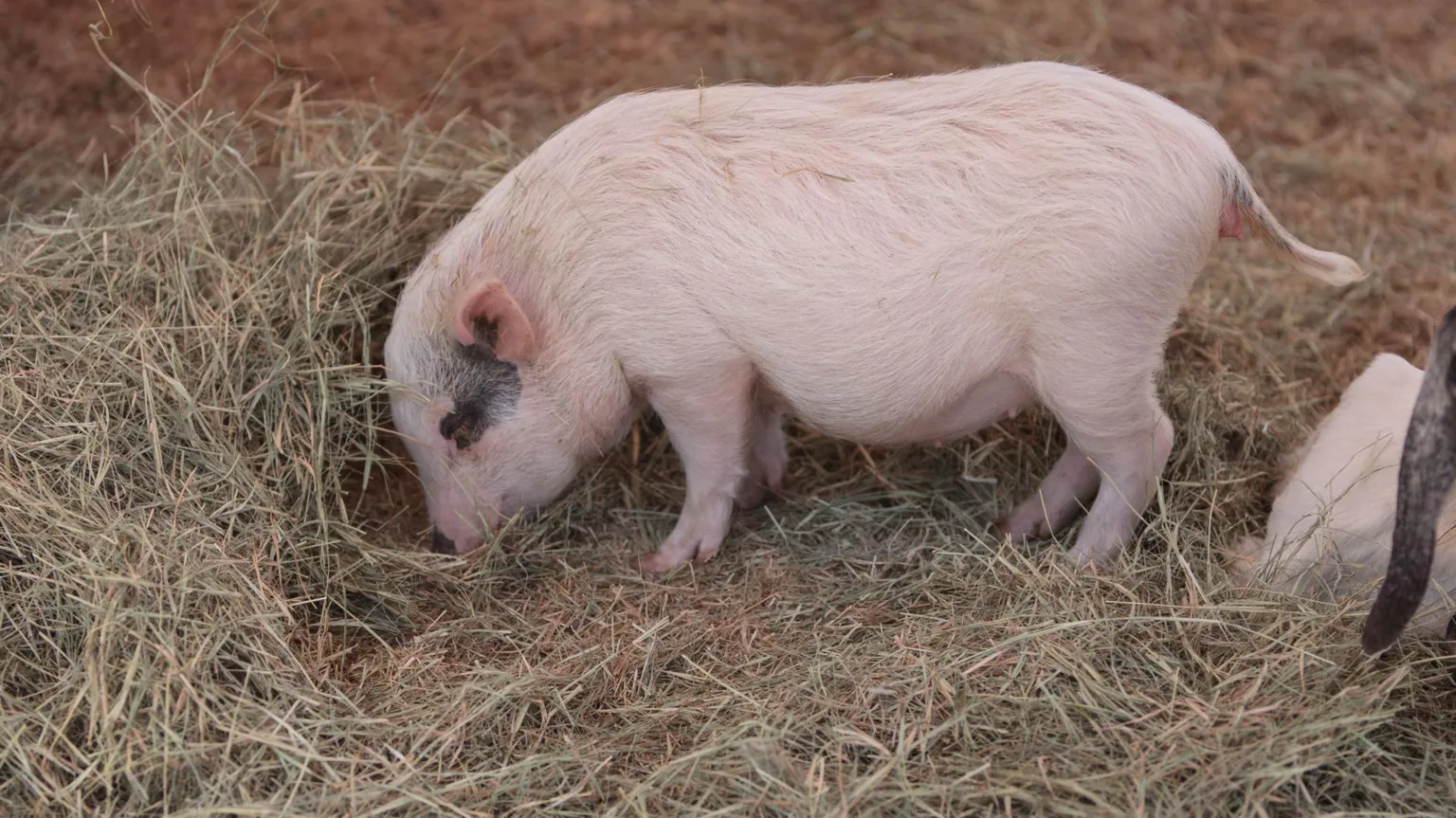  A minipig nosing around in hay