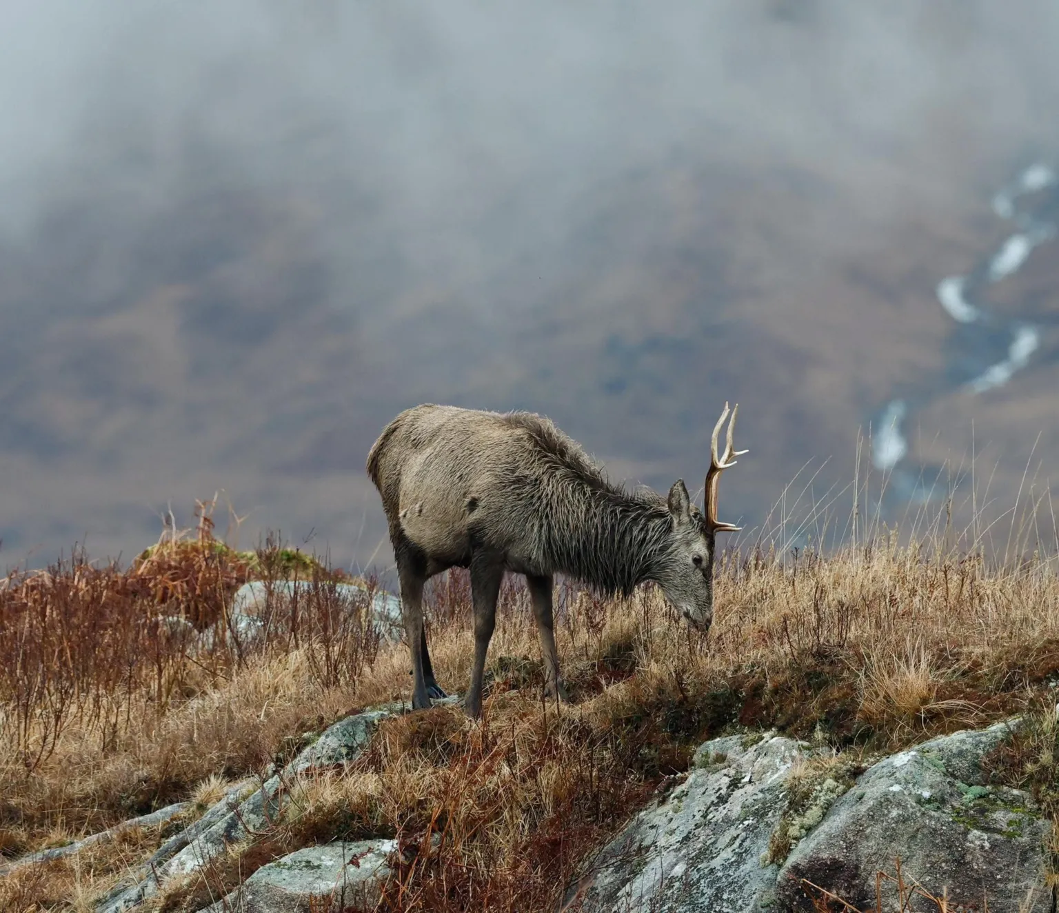 Paul Shaw A red stag stands on a hill eating, with hills and a stream in the background