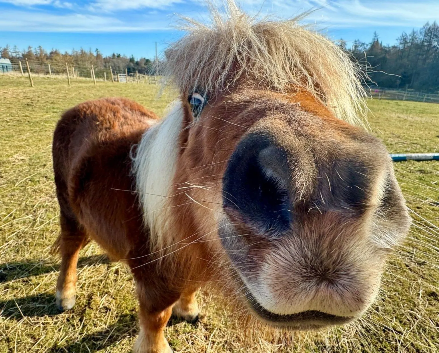 Elena Reid A close-up of a Shetland pony looking into the camera 