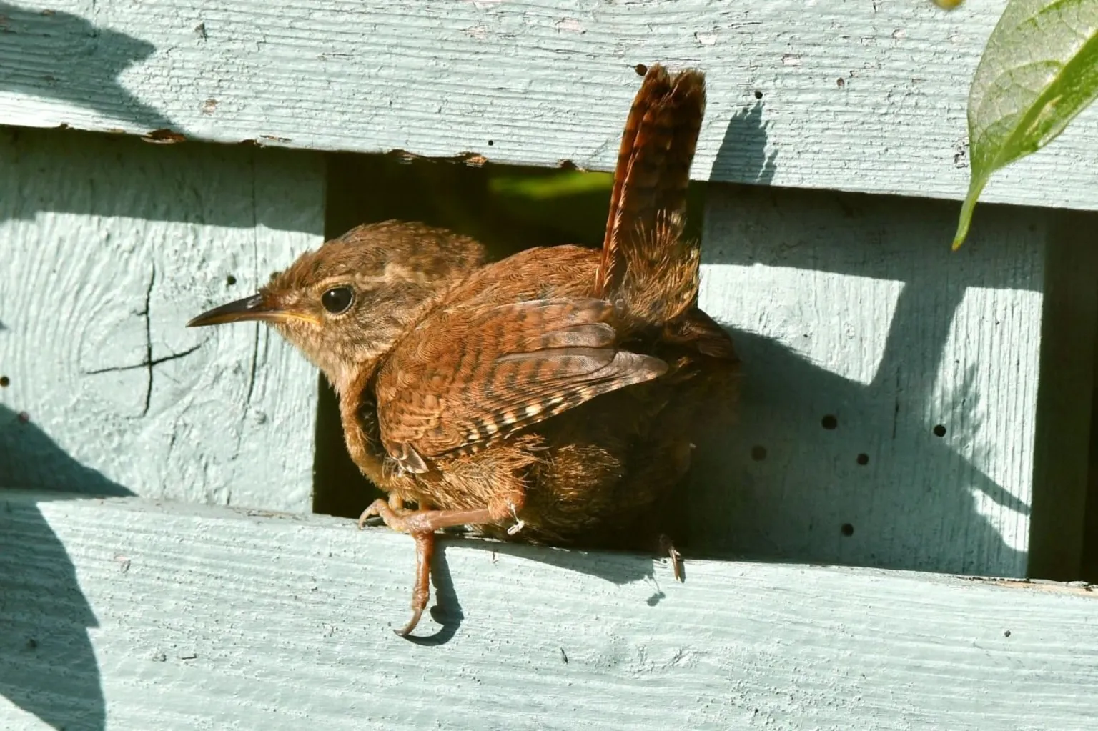 Hazel Thomson A wren sits on a light green fence