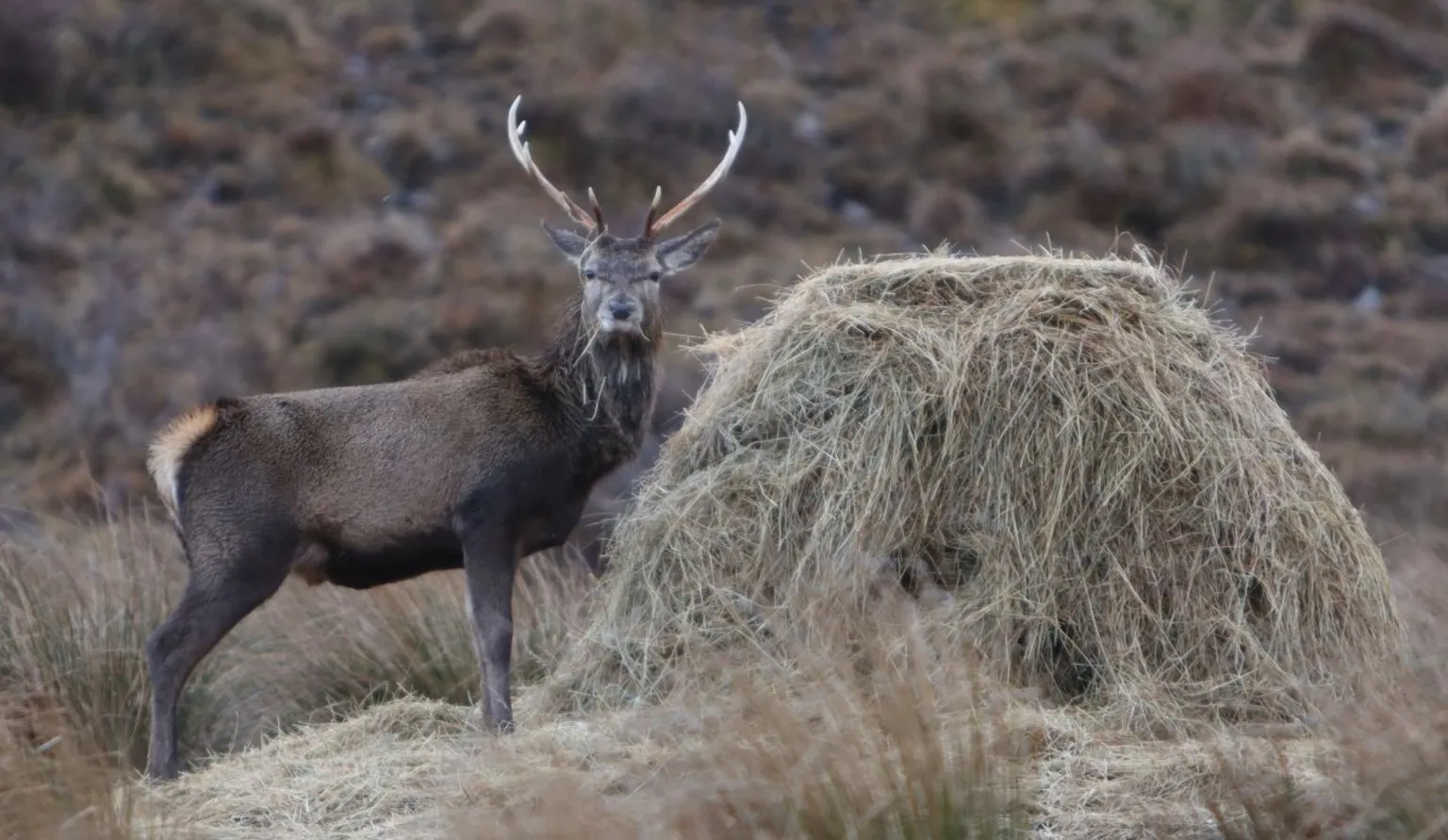 Erin MacGillivray A stag looks at the camera while eating from a large bale of hay