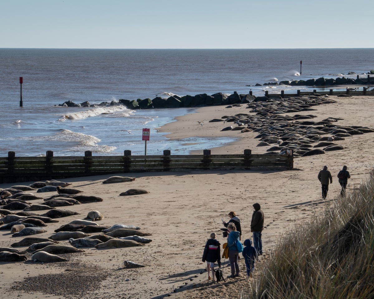 People on a beach close to large groups of seals