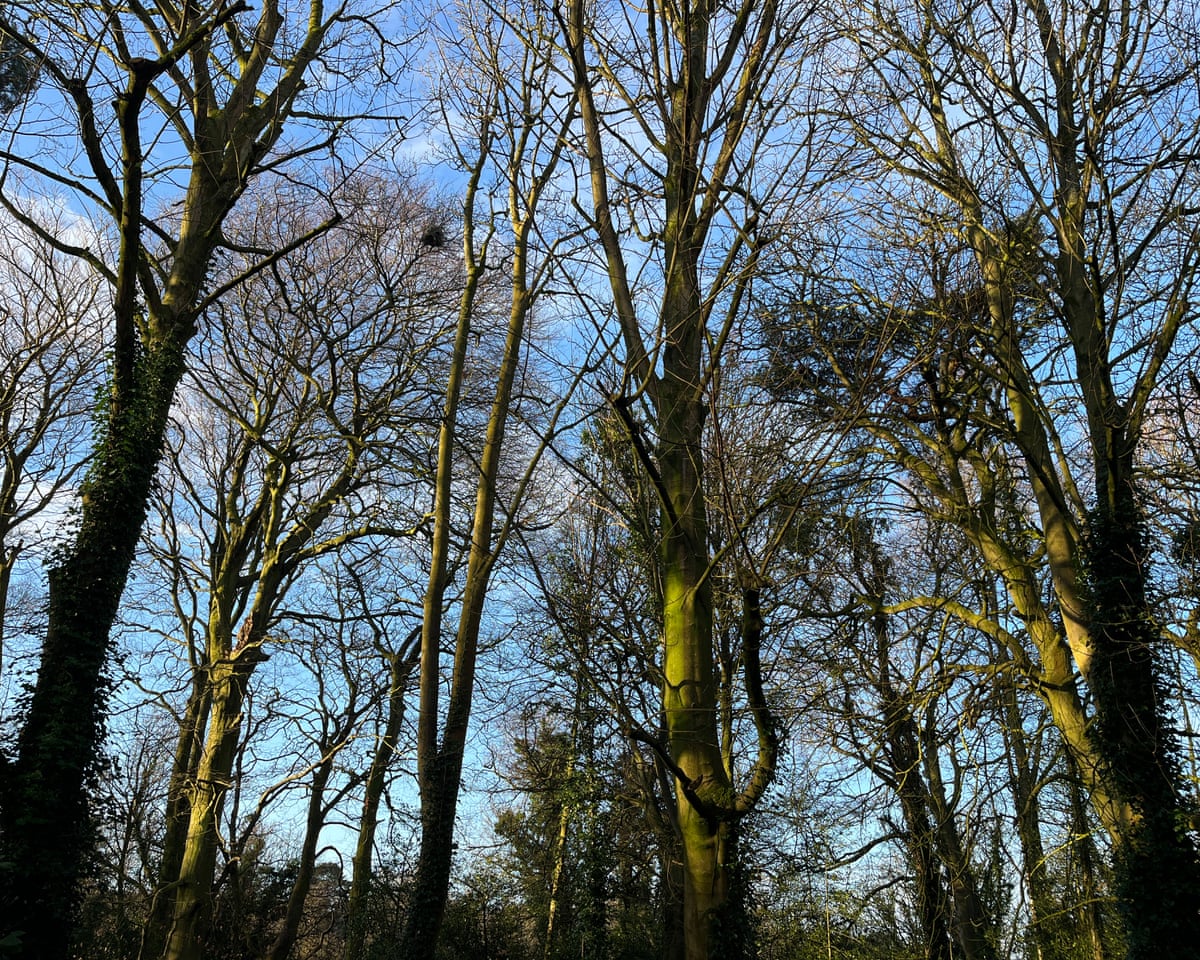 A heron’s nest high in a beech tree in Stranmillis woods.