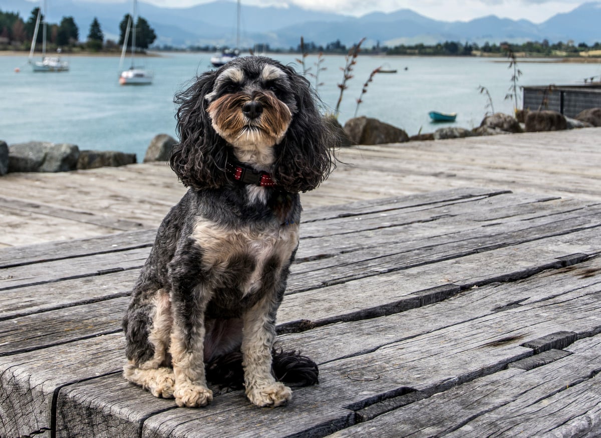 A Cavapoo with light brown and black curly fur and long, floppy ears sits on wooden decking at a waterfront with small boats behind.