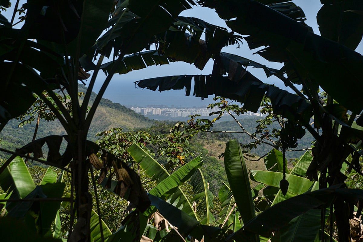 A hillside seen through banana leaves.